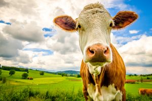 what's our beef what's our beef